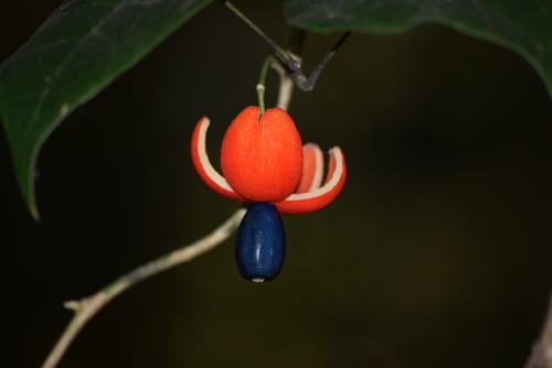 Erythropalum scandens, photograph 6