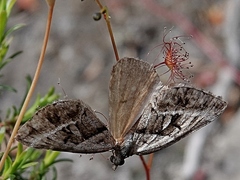Dichromodes stilbiata