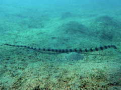 Hydrophis coggeri