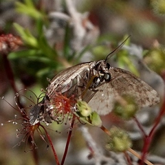 Dichromodes stilbiata