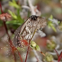Dichromodes stilbiata