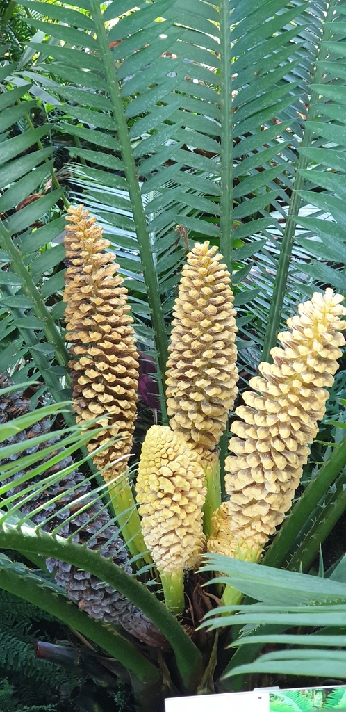 Encephalartos kisambo
