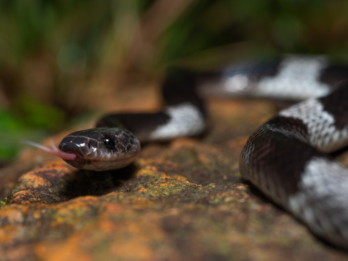 Indochinese Banded Wolf Snake, Lycodon neomaculatus