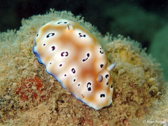 Goniobranchus leopardus