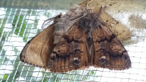 Western Tussock Moth