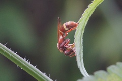 Polistes africanus