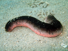 Holothuria edulis