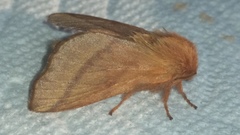Malacosoma disstria