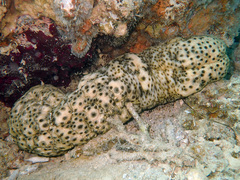 Stichopus herrmanni