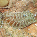 Spiny Scaleworm - Photo (c) Jean Roger, some rights reserved (CC BY-NC-ND), uploaded by Jean Roger