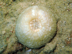 Echinomorpha nishihirai