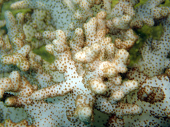 Klyxum
