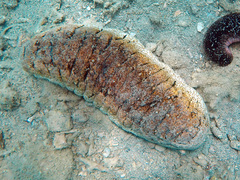 Holothuria fuscopunctata