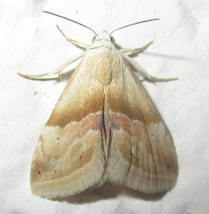 Eublemma notoparva