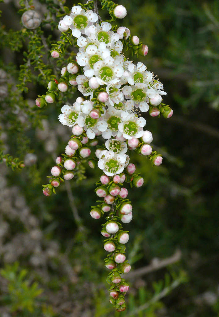 Leptospermum minutifolium