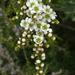 Leptospermum minutifolium - Photo (c) James Gaither, some rights reserved (CC BY-NC-ND)