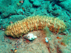 Stichopus herrmanni