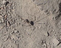 Leptobunus