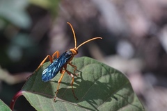 Hemipepsis tamisieri