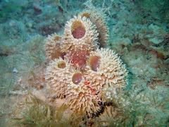 Callyspongia hispidoconulosa
