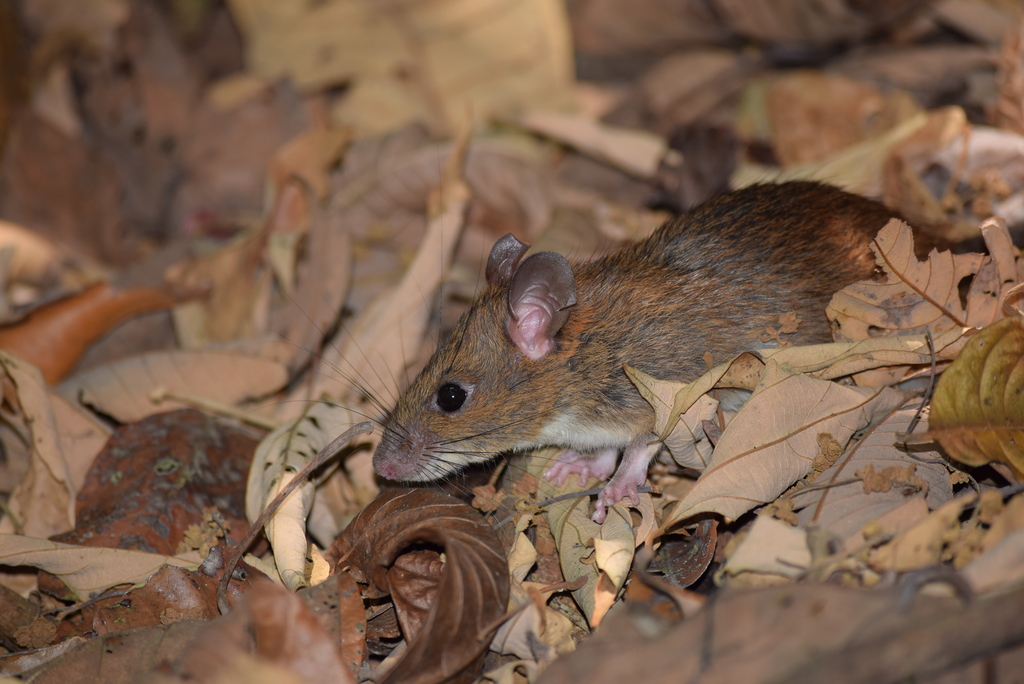 Sahyadris Forest Rat