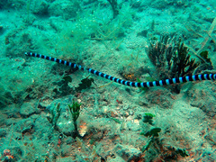 Laticauda laticaudata