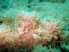 Callyspongia hispidoconulosa