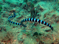 Laticauda laticaudata