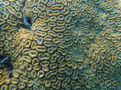 Lobophyllia corymbosa