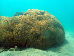 Lobophyllia corymbosa