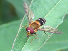 Leucozona glaucia