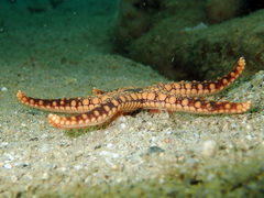Fromia heffernani