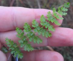 Asplenium phillipsianum