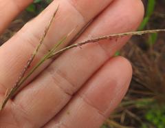 Microchloa kunthii