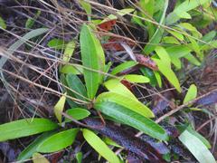 Parinari capensis capensis