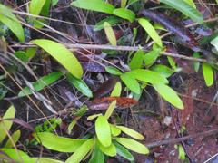 Parinari capensis capensis
