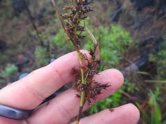 Carex spicatopaniculata