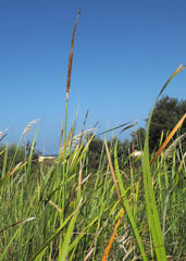 Typha elephantina