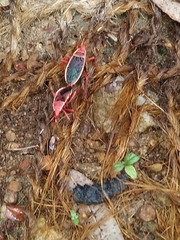 Probergrothius varicornis