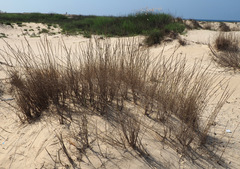 Elymus farctus farctus