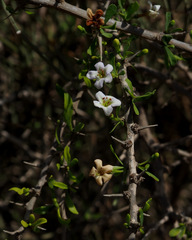 Lycium schweinfurthii