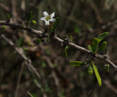 Lycium schweinfurthii