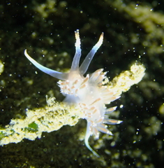 Coryphella cooperi