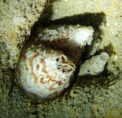 Zirfaea pilsbryi