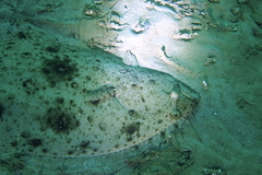 Paralichthys californicus