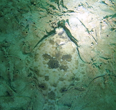 Paralichthys californicus
