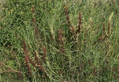 Rumex fueginus