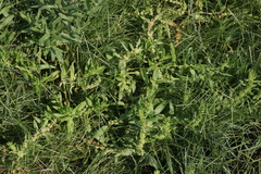 Rumex fueginus