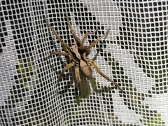 Alopecosa inquilina