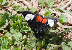 Psychomorpha epimenis